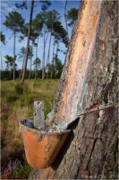 BLOG-DSC_25365-pot gemmeur forêt Marquèze