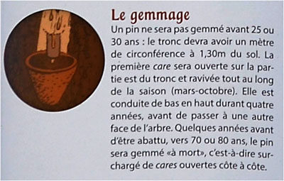 BLOG-DSC_25472-visite Marquèze-description gemmage