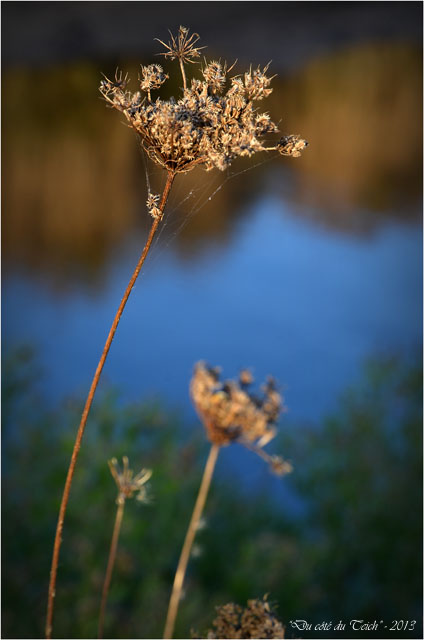 BLOG-DSC_25790-ombellifère et Leyre