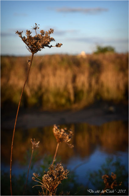 BLOG-DSC_25791-ombellifères et Leyre