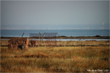 BLOG-DSC_2893-pose de pantes Gujan Meyran Novembre 2009