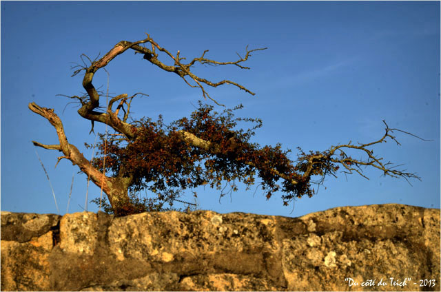 BLOG-DSC_26405-arbre tordu Taussat
