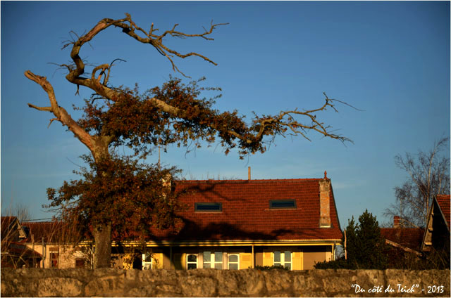 BLOG-DSC_26413-villa et arbre tordu Taussat