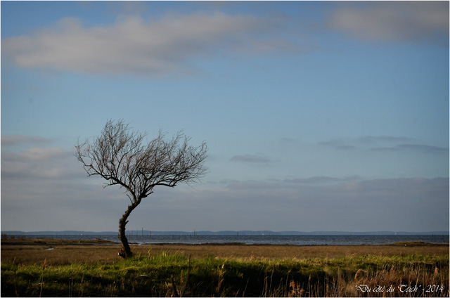 BLOG-DSC_27351-arbre sentier du littoral Gujan