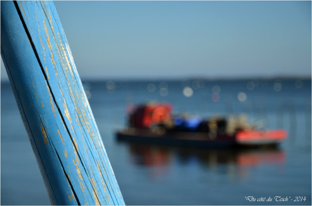 BLOG-DSC_27379-piquet bleu et plate ostréicole chai nous Grand Piquey