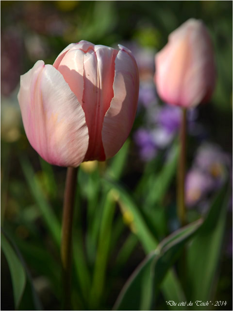 BLOG-DSC_27479-tulipes parc mauresque Arcachon