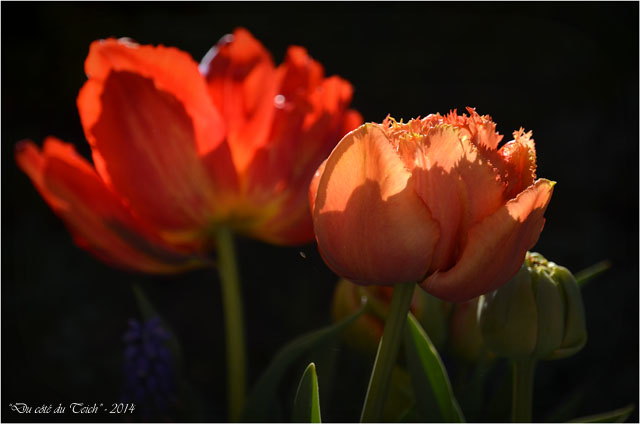 BLOG-DSC_27506-tulipes et muscaris