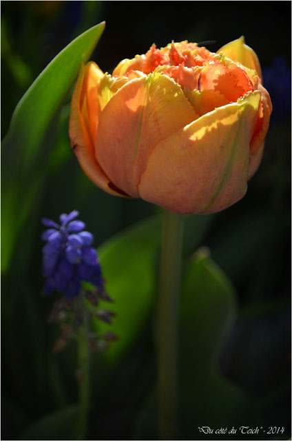 BLOG-DSC_27512-tulipe et muscari