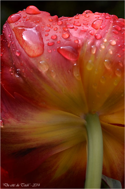 BLOG-DSC_27527-tulipe sous l'éclaircie