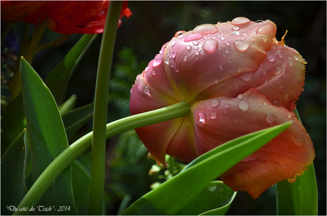 BLOG-DSC_27529-tulipe sous l'éclaircie