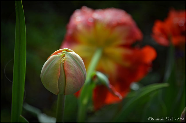 BLOG-DSC_27532-tulipes sous l'éclaircie