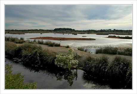 BLOG-DSC_0129-gravière des spatules