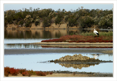 BLOG-DSC_0140-cigogne et salicorne