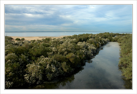 BLOG-DSC_0144-chenal, baccharis,plage et Bassin