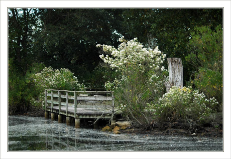 BLOG-DSC_0160-ponton et baccharis