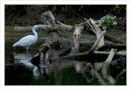 BLOG-DSC_0165-aigrette et bois dans l'eau