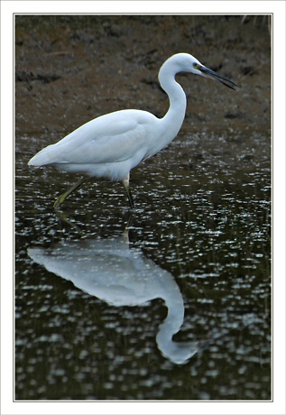 BLOG-DSC_0169-rec-aigrette et flocons baccharis sur l'eau
