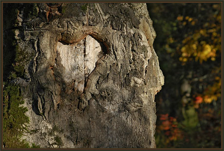 BLOG-DSC_0254-coeur forêt Malakoff