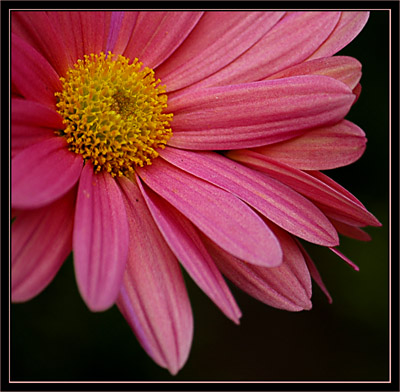 BLOG-DSC_0290-coeur de chrysanthème rose