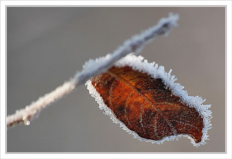 BLOG-DSC_0440-feuille morte givrée