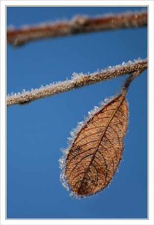 BLOG-DSC_0441-feuille rousse givrée & ciel bleu