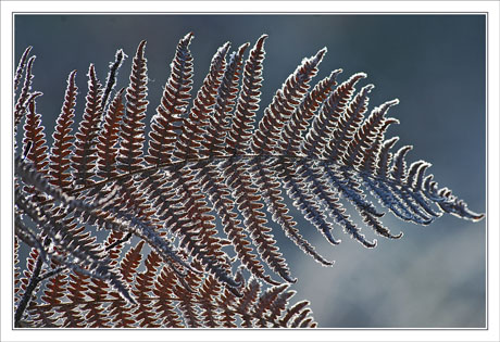 BLOG-DSC_0445-fougère rousse givrée