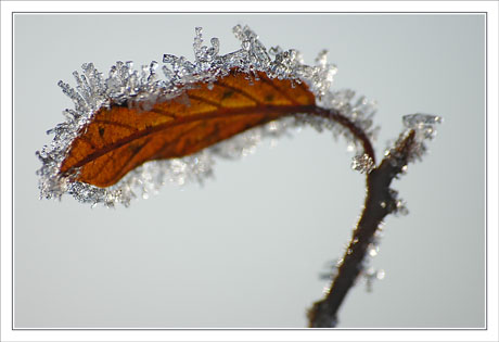 BLOG-DSC_0452-feuile rousse givrée