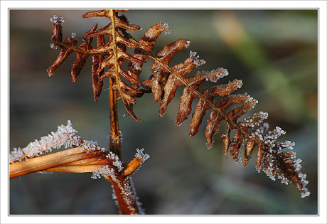 BLOG-DSC_0456-fougère déchiquetée et givrée