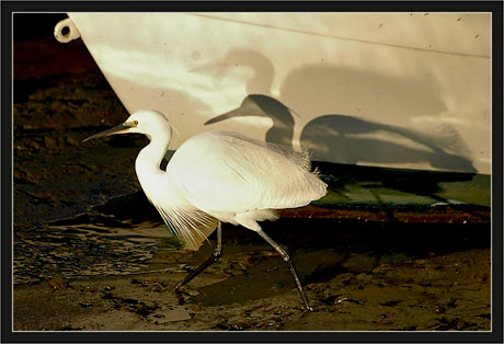 BLOG-DSC_0530-1 2 3 aigrette(s)