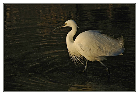 BLOG-DSC_0532-aigrette garzette ébouriffée