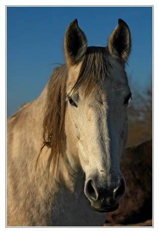 BLOG-DSC_0557-cheval blanc sentier Ouest