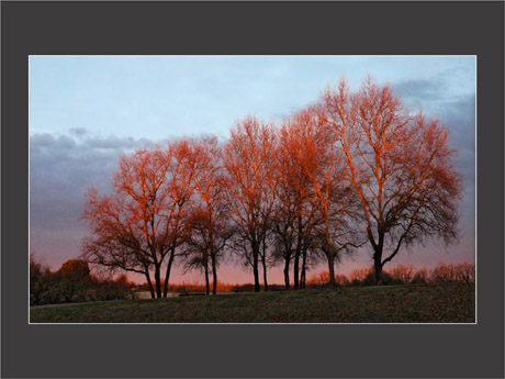 BLOG-DSC_0748-arbres rouges + cadre