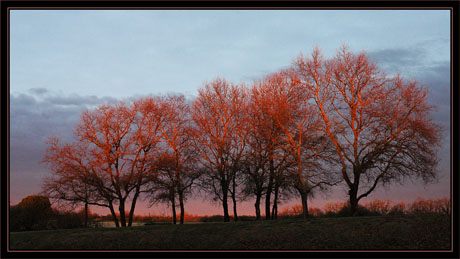 BLOG-DSC_0748-lumière soleil levant sur chêne