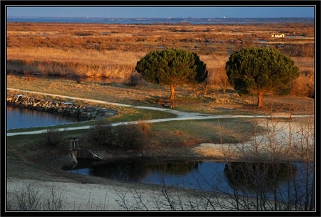 BLOG-DSC_0763-Pins entre port et plan d'eau