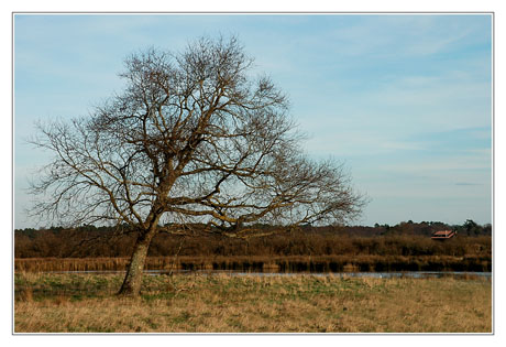 BLOG-DSC_0852-chêne et maison des plaines