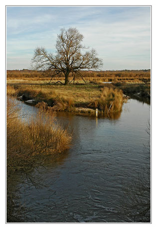BLOG-DSC_0854-chêne et chenaux