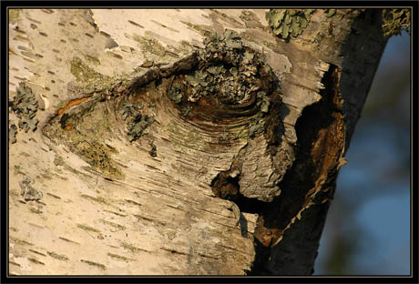 BLOG-DSC_1023-bouleau étrange BLOG-DSC_1023-bouleau étrange