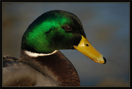 BLOG-DSC_1035-colvert mâle BLOG-DSC_1035-colvert mâle