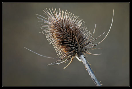 BLOG-DSC_1044-chardon