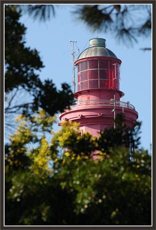 BLOG-DSC_1326-phare pins et mimosa