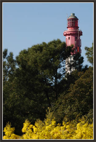 BLOG-DSC_1332-phare pins et mimosa BLOG-DSC_1332-phare pins et mimosa