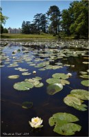 BLOG-DSC_28258-nymphéas miroir d'eau et château domaine de Grenade