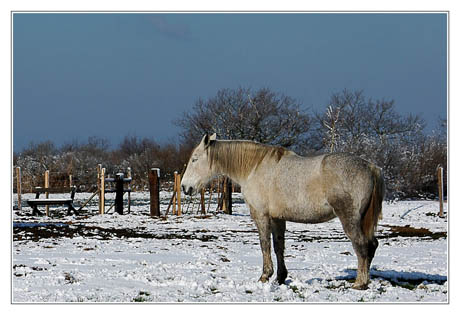 BLOG-DSC_4349-rec-cheval blanc