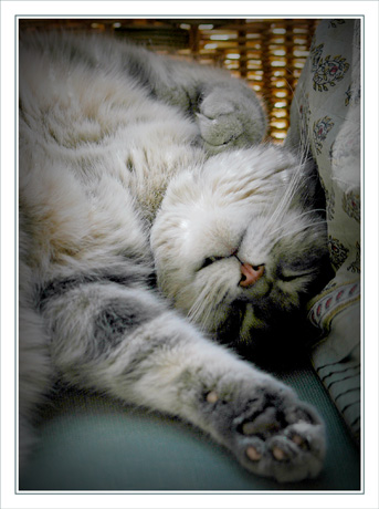 BLOG-DSC_4595-siesteGrizzli