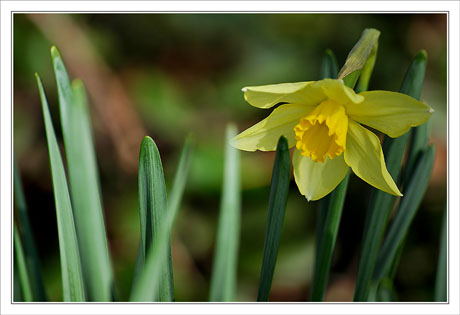 BLOG-DSC_5158-jonquille