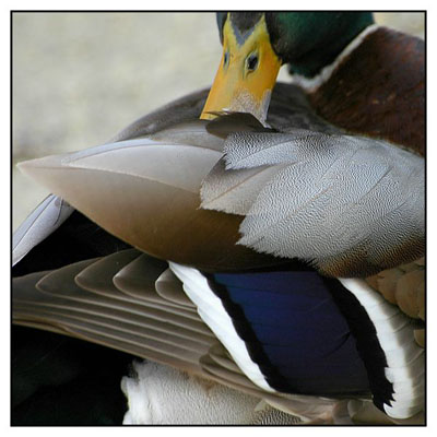 BLOG-DSC_5216-colvert