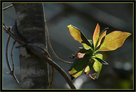 BLOG-DSC_5253-feuilles contre-jour BLOG-DSC_5253-feuilles contre-jour