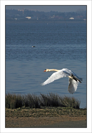 BLOG-DSC_5471-envol cygne plage Audenge 2