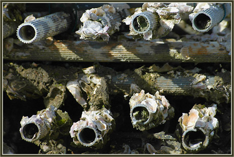 BLOG-DSC_5584-tubes collecteurs & huîtres