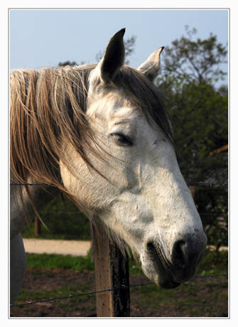 BLOG-DSC_5923-cheval blanc sentier Ouest